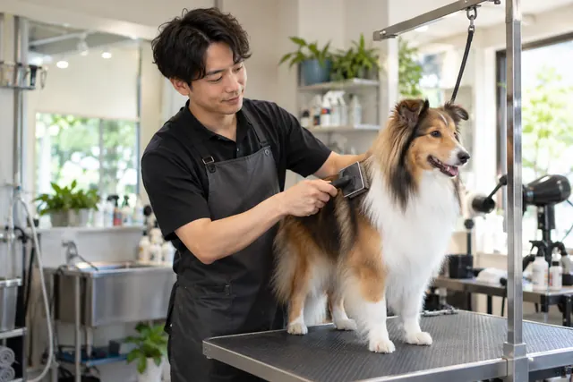 Animal groomer brushing a dog in a grooming studio