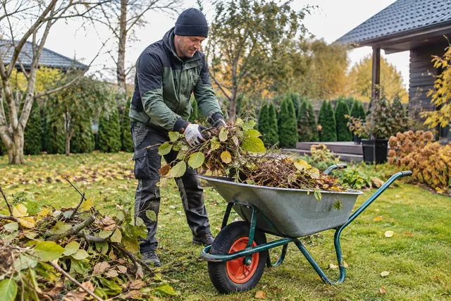 Outdoor worker clearing garden cuttings into a wheelbarrow